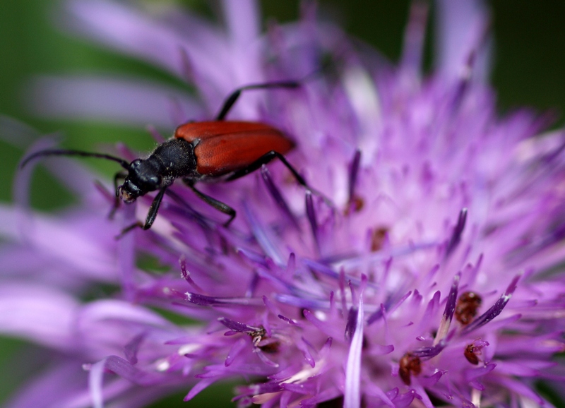 Anastrangalia sanguinolenta